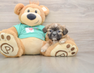 5 week old Shih Tzu Puppy For Sale - Seaside Pups