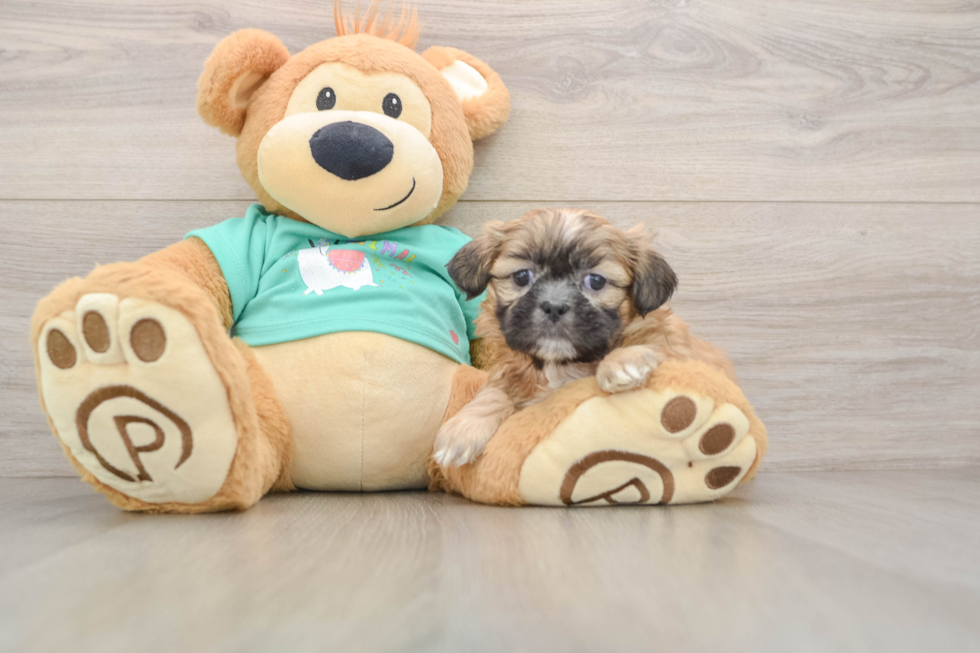 Playful Shih Tzu Purebred Pup