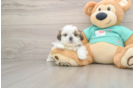 Shih Tzu Puppy for Adoption