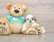 5 week old Shih Tzu Puppy For Sale - Seaside Pups