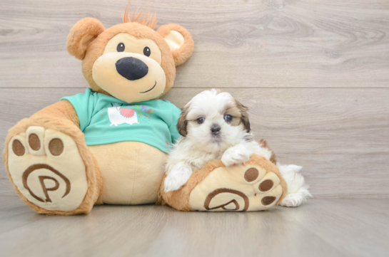 Shih Tzu Pup Being Cute