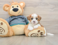 5 week old Shorkie Puppy For Sale - Seaside Pups