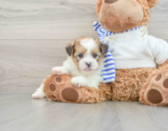 5 week old Shorkie Puppy For Sale - Seaside Pups