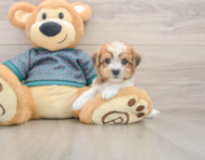 5 week old Shorkie Puppy For Sale - Seaside Pups