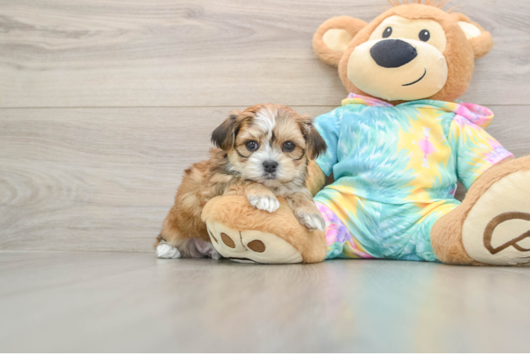 Little Shorkie Tzu Designer Puppy