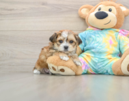 5 week old Shorkie Puppy For Sale - Seaside Pups