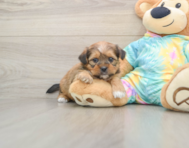 5 week old Shorkie Puppy For Sale - Seaside Pups