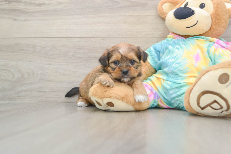 Smart Shorkie Designer Pup