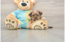 Funny Shorkie Designer Pup