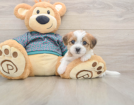 7 week old Shorkie Puppy For Sale - Seaside Pups