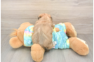 Funny Shorkie Designer Pup