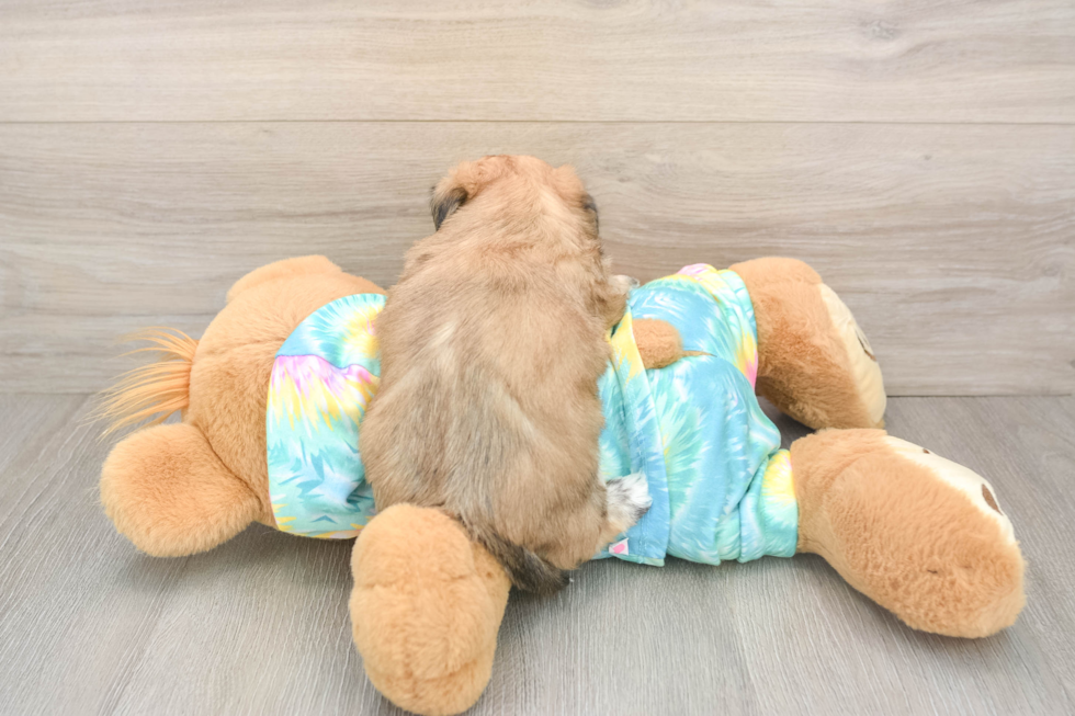 Funny Shorkie Designer Pup
