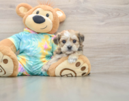 5 week old Shorkie Puppy For Sale - Seaside Pups