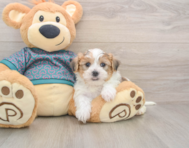 5 week old Shorkie Puppy For Sale - Seaside Pups