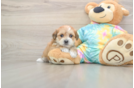Shorkie Puppy for Adoption