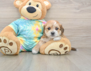 6 week old Shorkie Puppy For Sale - Seaside Pups