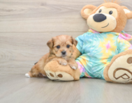 5 week old Shorkie Puppy For Sale - Seaside Pups