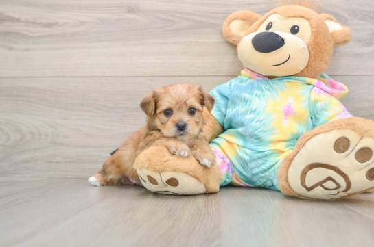 Shorkie Pup Being Cute
