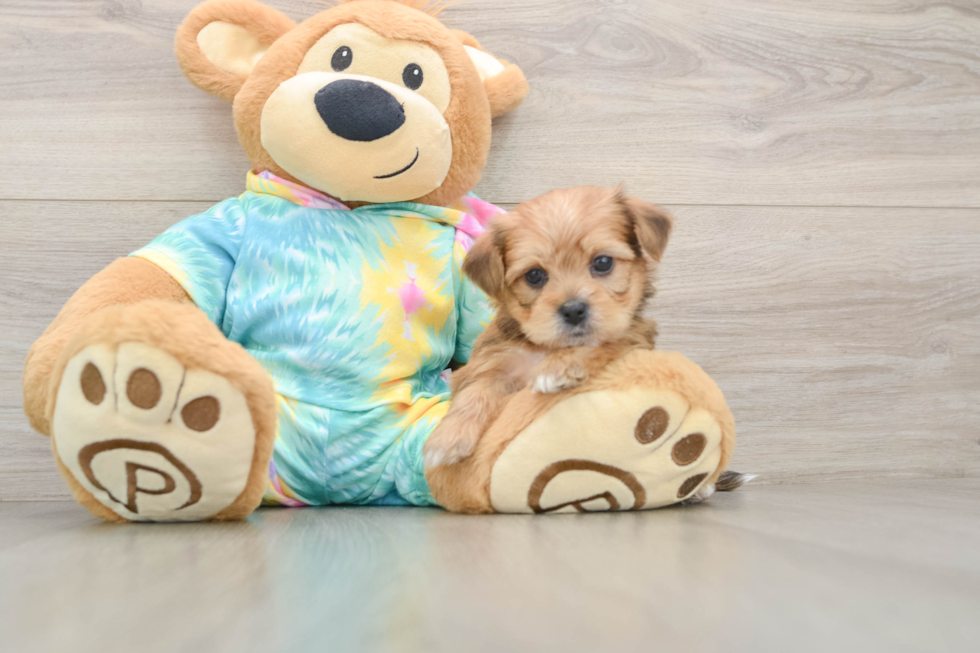 Shorkie Puppy for Adoption
