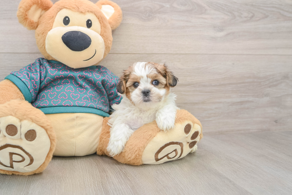 Friendly Shorkie Baby