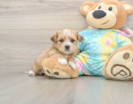 6 week old Shorkie Puppy For Sale - Seaside Pups