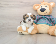 5 week old Shorkie Puppy For Sale - Seaside Pups