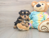 8 week old Shorkie Puppy For Sale - Seaside Pups