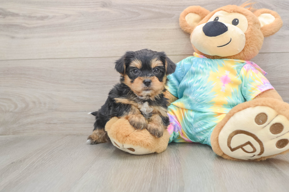 Shorkie Pup Being Cute