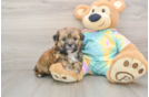 Shorkie Pup Being Cute