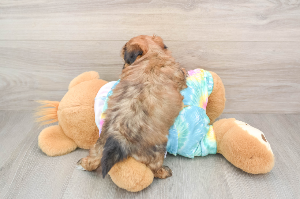 Adorable Shorkie Tzu Designer Puppy
