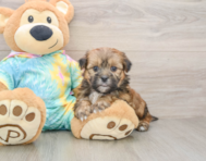 5 week old Shorkie Puppy For Sale - Seaside Pups