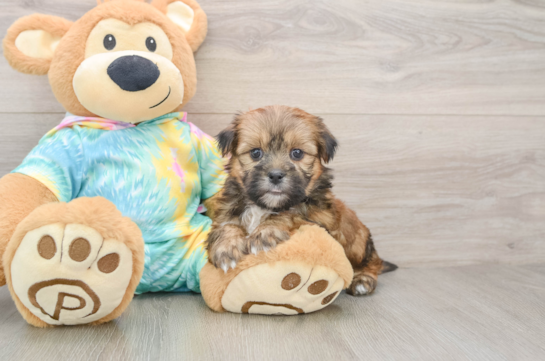 Friendly Shorkie Baby