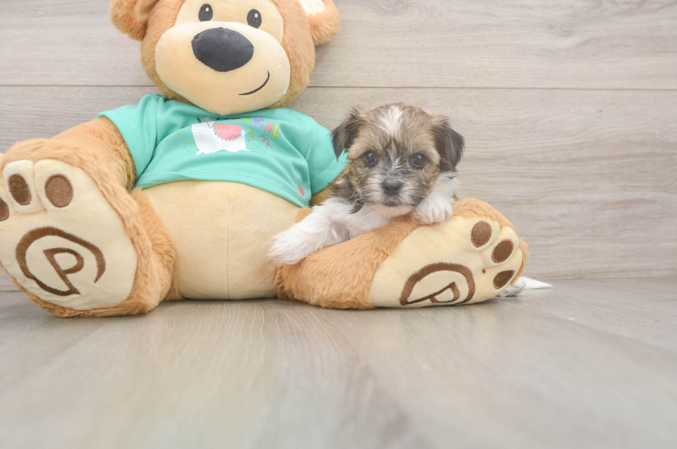 5 week old Shorkie Puppy For Sale - Seaside Pups