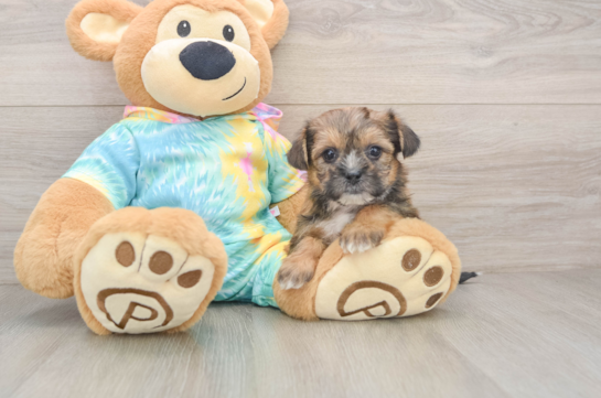 Best Shorkie Baby