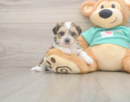 5 week old Shorkie Puppy For Sale - Seaside Pups