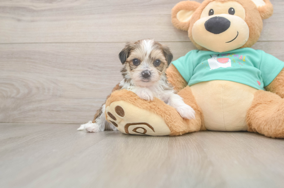 5 week old Shorkie Puppy For Sale - Seaside Pups