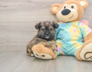 8 week old Shorkie Puppy For Sale - Seaside Pups