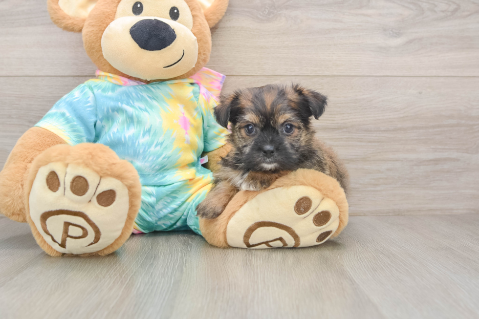 Popular Shorkie Designer Pup