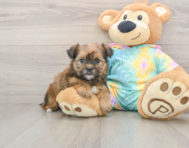 5 week old Shorkie Puppy For Sale - Seaside Pups
