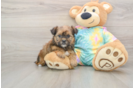 Little Shorkie Tzu Designer Puppy