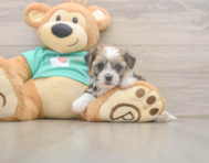 5 week old Shorkie Puppy For Sale - Seaside Pups