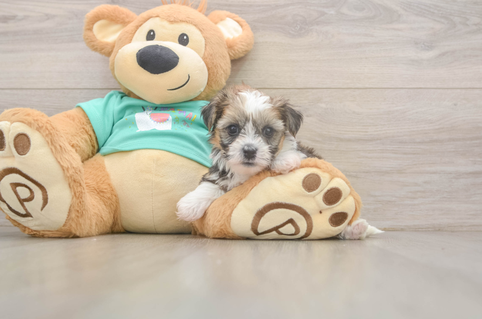 5 week old Shorkie Puppy For Sale - Seaside Pups