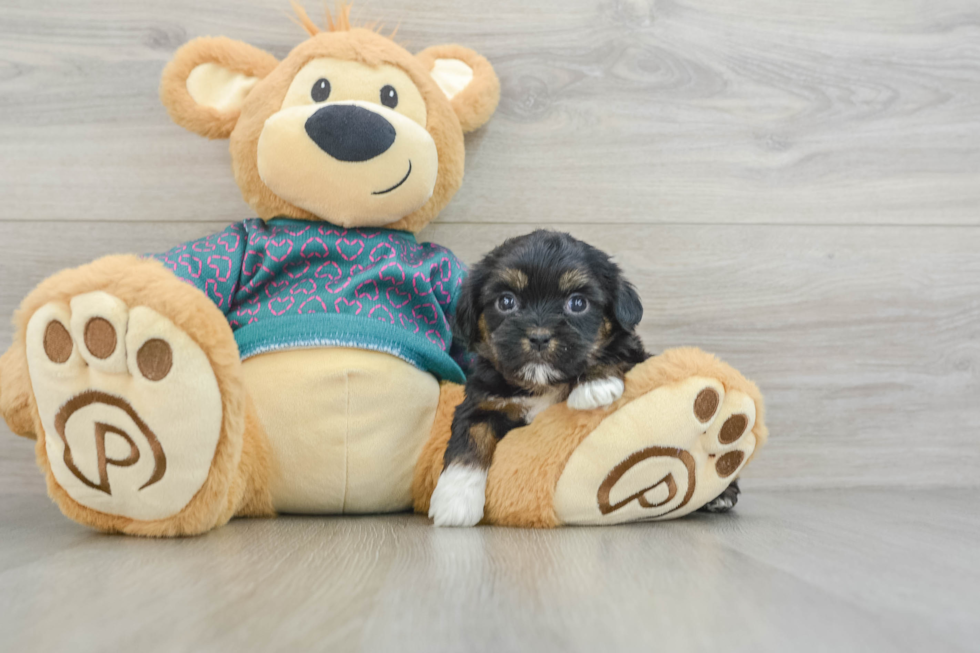 Fluffy Shorkie Designer Pup