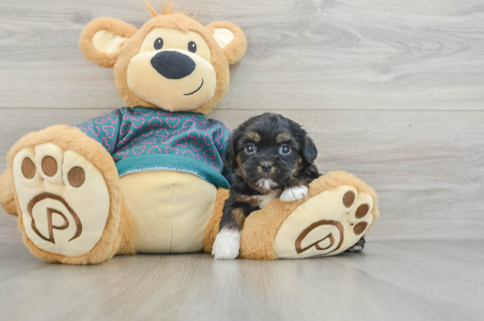 5 week old Shorkie Puppy For Sale - Seaside Pups