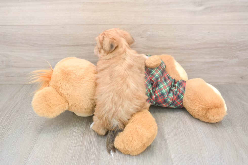 Petite Shorkie Designer Pup
