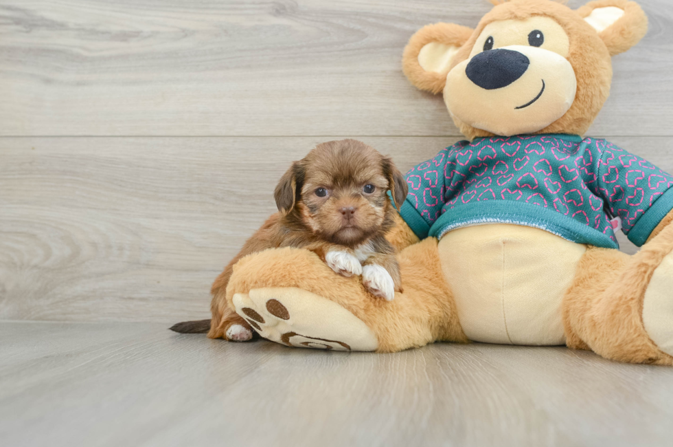 5 week old Shorkie Puppy For Sale - Seaside Pups