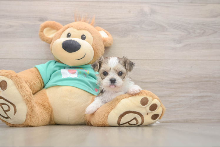 Sweet Shorkie Baby