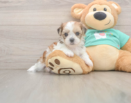 5 week old Shorkie Puppy For Sale - Seaside Pups