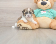 5 week old Shorkie Puppy For Sale - Seaside Pups
