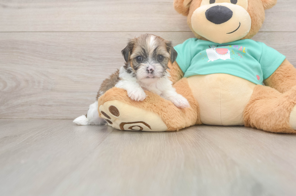 5 week old Shorkie Puppy For Sale - Seaside Pups
